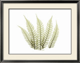 Woodlands II Print by Acee 