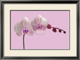 Orchid Radiance II Pôsteres por Katja Marzahn Orchid Radiance II Pôsteres por Katja Marzahn