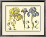 Iris in Bloom I Posters by Langlois 