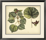 Antique Mangrove Tree Prints by Sir Hans Sloane