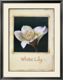 White Lily Posters by Richard Penn