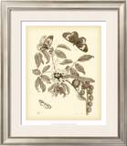 Nature Study in Sepia II Posters by Maria S. Merian