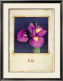 Iris Prints by Richard Penn