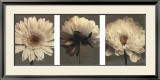 Daisy and Dahlia Posters by Dianne Poinski