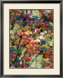 Variegation of the Vines II Prints by Soderberg 