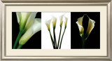 White Callas Posters by Helvio Faria