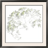 Viburnum, 2006 Prints by Anne Montiel