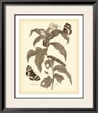 Nature Study in Sepia I Prints by Maria S. Merian