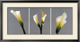 Grey Callas Print by Helvio Faria