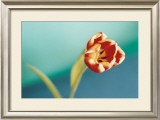 Tulip Prints by Ella Doran