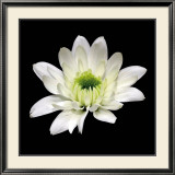 Daisy Cup Art by George Fossey
