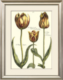 Tulipa II Print by Crispijn de Passe