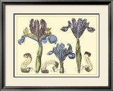 Iris in Bloom II Prints by Langlois 