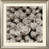 Rose Points Prints by Carnochan 