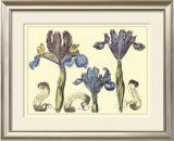 Iris in Bloom II Prints by Langlois 