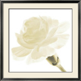 Carnation I Art by George Fossey