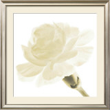 Carnation I Poster by George Fossey