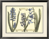 Hyacinth in Bloom Prints by Langlois 