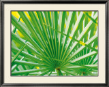 Palm Leaf Posters by Jan Lens