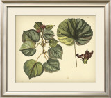 Antique Mangrove Tree Prints by Sir Hans Sloane
