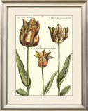 Tulipa I Prints by Crispijn de Passe