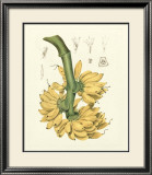 Island Fruits II Posters by Berthe Hoola Van Nooten