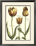 Tulipa II Poster by Crispijn de Passe