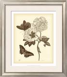 Nature Study in Sepia IV Poster by Maria S. Merian