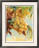 Golden Coconuts Limited Edition Framed Print by Sara Abbott