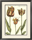 Tulipa I Prints by Crispijn de Passe