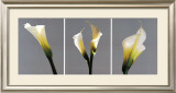 Grey Callas Prints by Helvio Faria