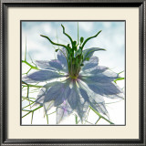 Seiltanzer Blau Prints by Ingrid Ulmer