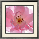 Tanzerin Prints by Ingrid Ulmer