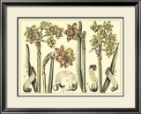 Narcissus in Bloom II Art by Langlois 