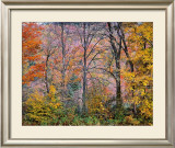 Trees in a Field Posters by Joseph Holmes