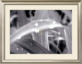 After the Rain II Prints by Douglas Yan