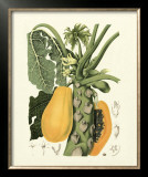 Island Fruits IV Art by Berthe Hoola Van Nooten