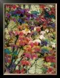 Variegation of the Vines II Poster by Soderberg 