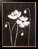 Midnight Poppies Posters by Nolan Winkler