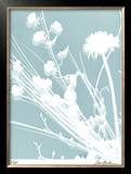 Flower Shadow II Limited Edition Framed Print by Lois Bender