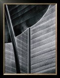 Bird of Paradise Posters by Chris Honeysett