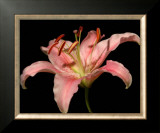 Dream Lilies II Posters by Renee Stramel