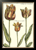 Tulipa I Prints by Crispijn de Passe