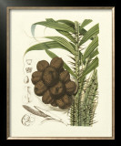 Island Fruits I Posters by Berthe Hoola Van Nooten