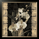Orchids in Bloom II Prints by John Seba