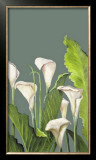Calas Blancas II Prints by Ximena 