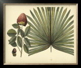 Antique Brazilian Palm Prints by Sir Hans Sloane