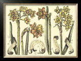 Narcissus in Bloom II Prints by Langlois 