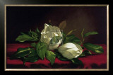 Magnolia Still Life I Prints by Martin Johnson Heade
