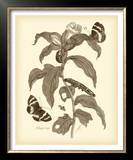 Nature Study in Sepia I Poster by Maria S. Merian